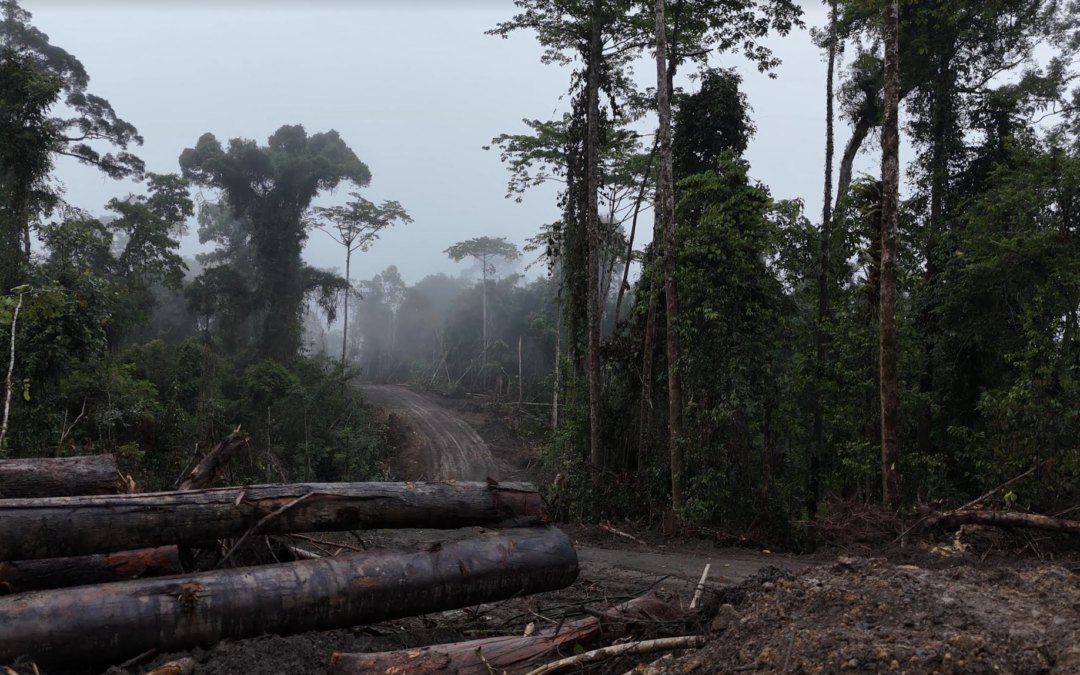 International flagship project sunk by Sarawak forestry agency